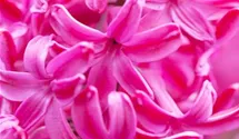 Hyacinthus orientalis 'Jan Bos'
