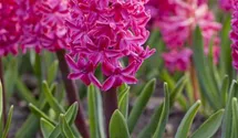 Hyacinthus orientalis 'Jan Bos'