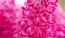 Hyacinthus orientalis 'Jan Bos'