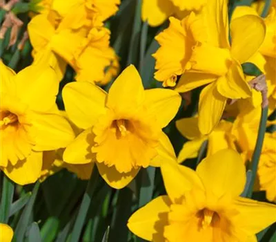 Alpenveilchenartige Narzisse 'Tete a Tete' - 25 Blumenzwiebeln - Kopie