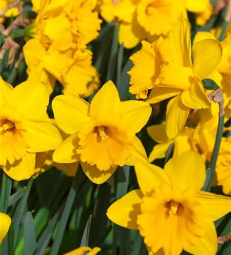 Alpenveilchenartige Narzisse 'Tete a Tete' - 25 Blumenzwiebeln - Kopie