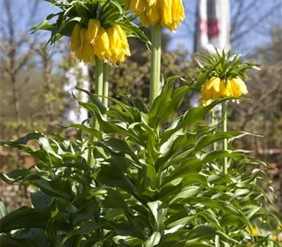 Kaiserkrone 'Lutea' - Blumenzwiebel