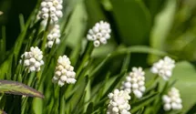 Muscari armeniacum 'Album'