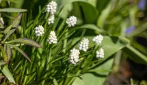 Muscari armeniacum 'Album'
