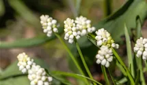 Muscari armeniacum 'Album'