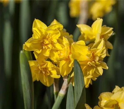 Alpenveilchenartige Narzisse 'Tête-à-Tête Boucle' - 5 Blumenzwiebeln