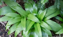 Allium ursinum