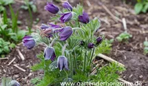 Pulsatilla vulgaris 'Pinwheel Blau'®