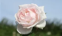 Rosa 'Madame Alfred Carrière'
