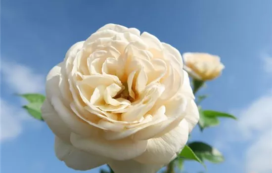 Strauchrose 'Artemis'®