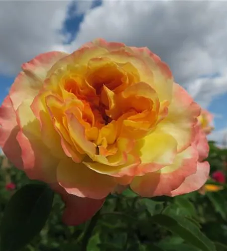 Beetrose 'Henri Delbard'® Beetrose 'Henri Delbard'®