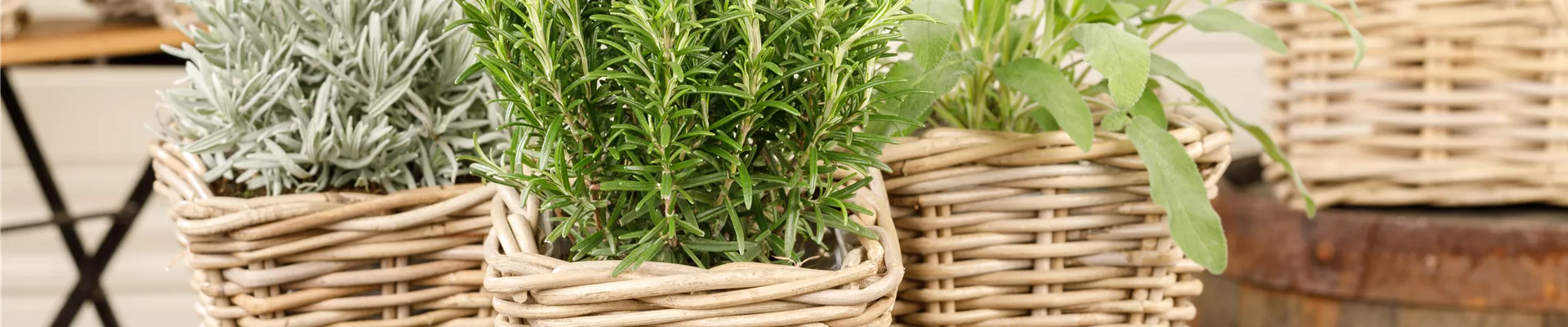 Rosmarinus officinalis