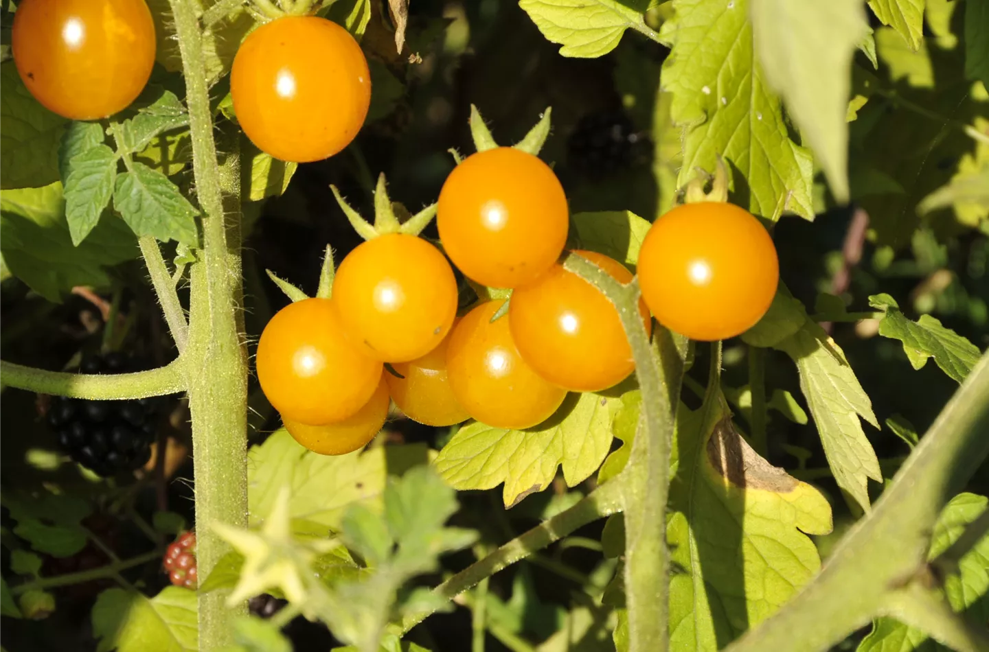 Ein Gemüsegarten liefert leckere Snacks