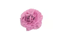 Dianthus plumarius 'Devon Pink'