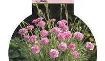 Dianthus plumarius 'Devon Pink'