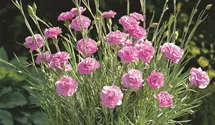 Dianthus plumarius 'Devon Pink'