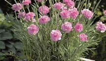Dianthus plumarius 'Devon Pink'