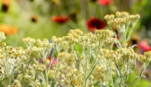 Helichrysum thianshanicum 'Sulphur Light'