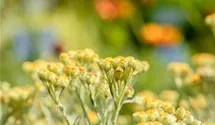 Helichrysum thianshanicum 'Sulphur Light'