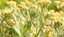 Helichrysum thianshanicum 'Sulphur Light'