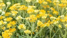 Helichrysum thianshanicum 'Sulphur Light'