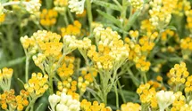 Helichrysum thianshanicum 'Sulphur Light'