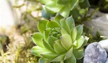 Jovibarba globifera ssp. globifera