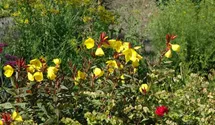 Oenothera pilosella 'Yella Fella'