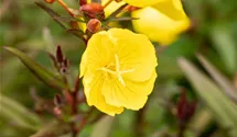 Oenothera pilosella 'Yella Fella'