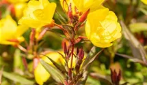Oenothera pilosella 'Yella Fella'