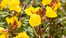 Oenothera pilosella 'Yella Fella'