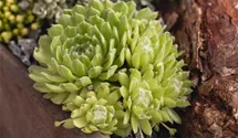 Jovibarba globifera ssp. globifera