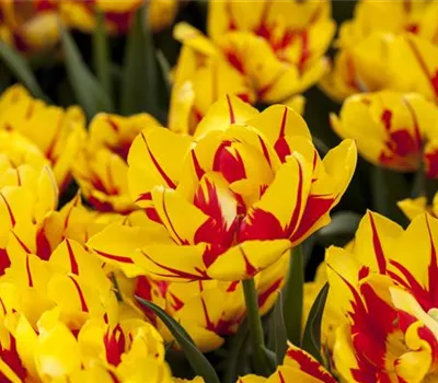10 Blumenzwiebel - Gefüllte frühe Tulpe 'Monsella'