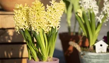 Hyacinthus orientalis 'Gipsy Princess'