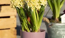 Hyacinthus orientalis 'Gipsy Princess'