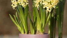 Hyacinthus orientalis 'Gipsy Princess'