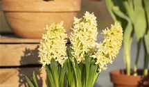 Hyacinthus orientalis 'Gipsy Princess'