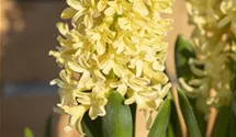 Hyacinthus orientalis 'Gipsy Princess'