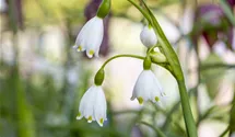 Leucojum aestivum, Sommer-Knotenblume, weiß, im Topf vorgetrieben