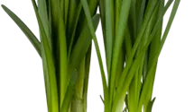 Leucojum aestivum, Sommer-Knotenblume, weiß, im Topf vorgetrieben