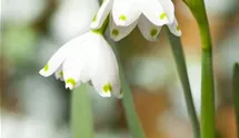 Leucojum aestivum, Sommer-Knotenblume, weiß, im Topf vorgetrieben