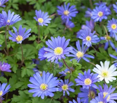 10 Blumenzwiebel - Anemone blanda 'Blue Shades'
