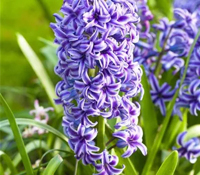 5 Blumenzwiebel - Hyacinthus orientalis 'Blue Jacket'