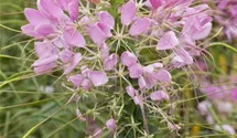 Spinnenblume
