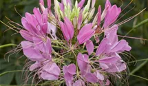 Spinnenblume