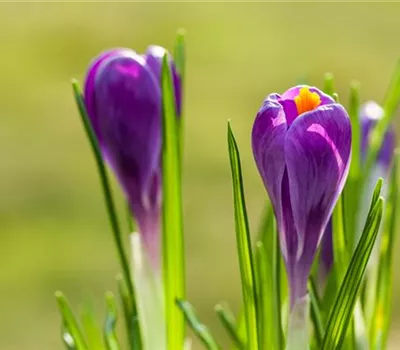 10 Blumenzwiebel - Frühlings-Krokus 'Remembrance'