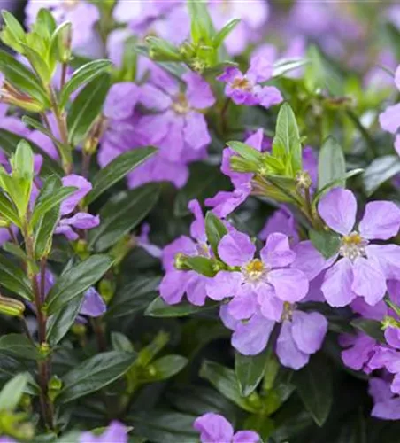 Cuphea hyssopifolia, lila Cuphea hyssopifolia, lila