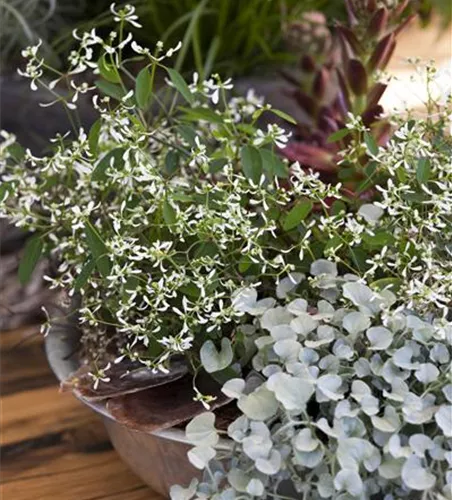 Dichondra 'Silver Falls'