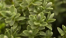Strauchveronika 'Green Globe'