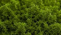 Strauchveronika 'Green Globe'